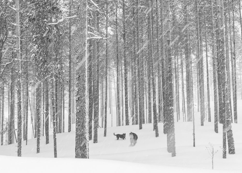 Photograph by Константин Гончаров