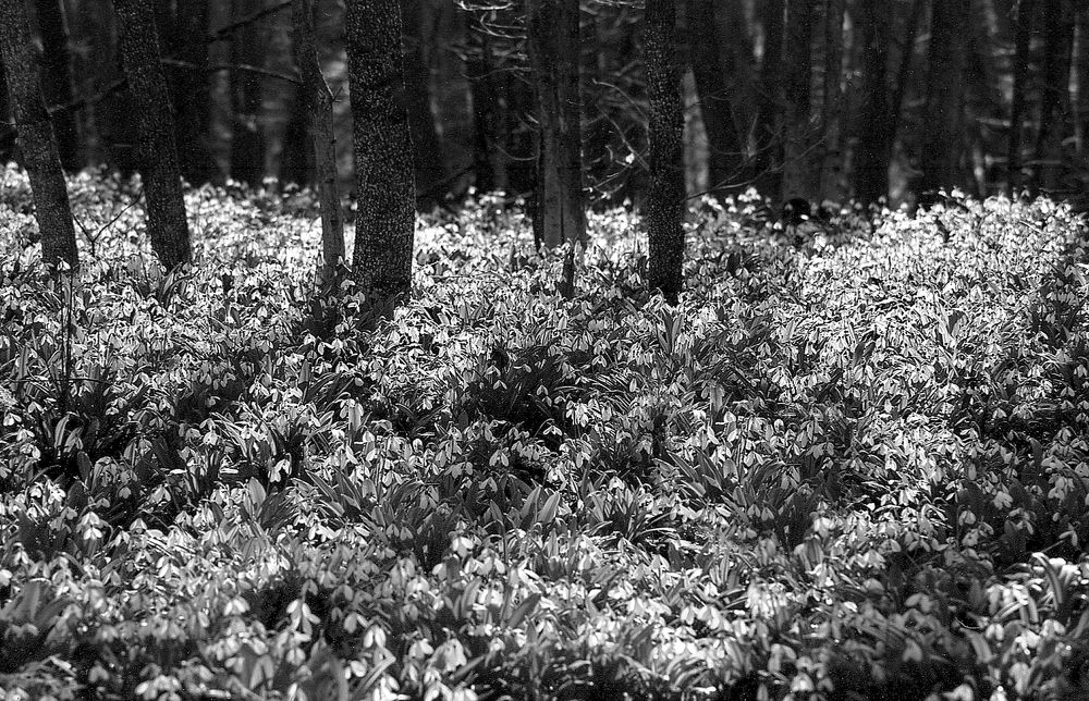 Photograph by Oleg Malovitskyi