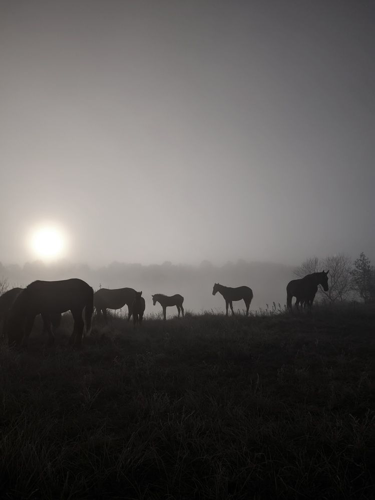 Photograph by Владимир Заборонок