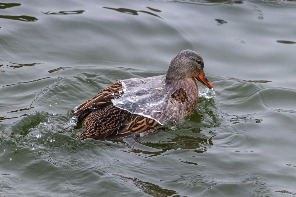 Photograph by Анатолий Чесноков