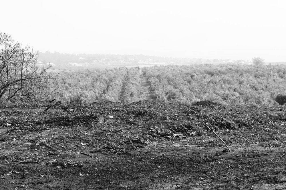 Photograph by Merav Zuberman Perkal