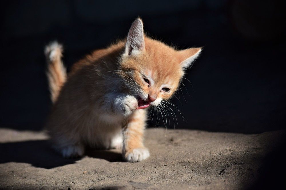 Photograph by Лариса Стрекулева