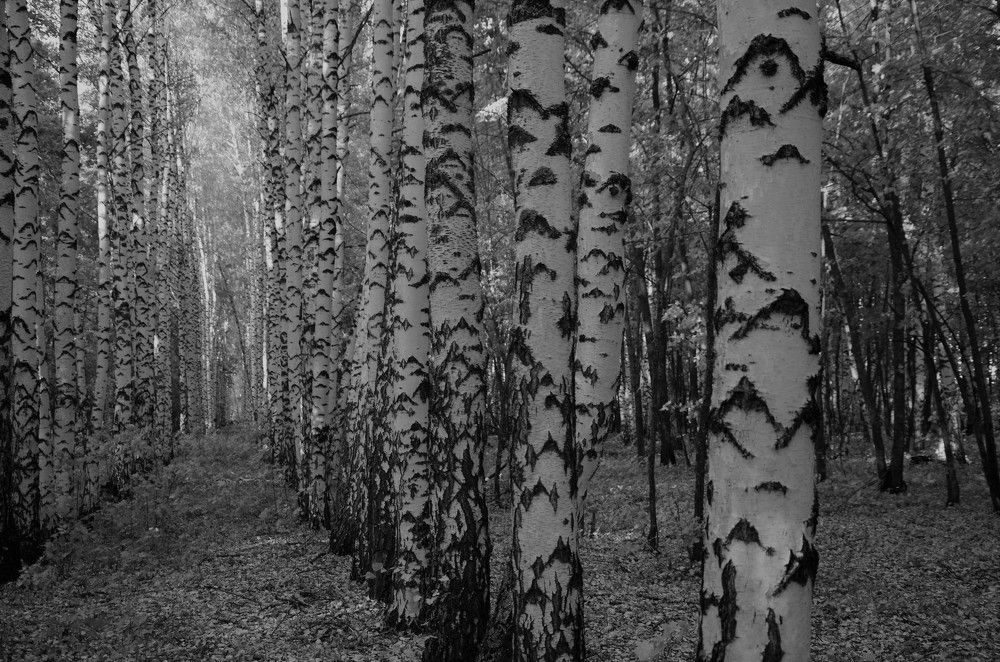 Photograph by Лариса Стрекулева