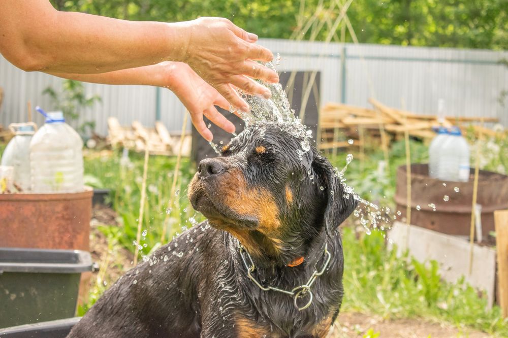 Photograph by Дмитрий Анисимов