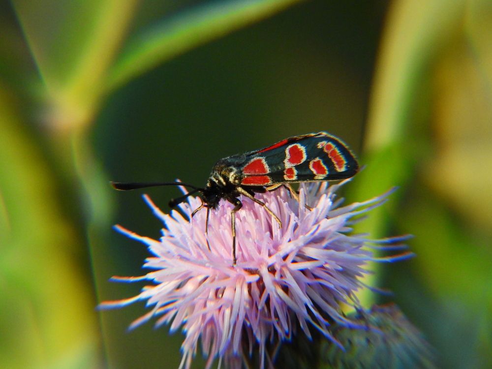 Фотография автора Владимир Соколов