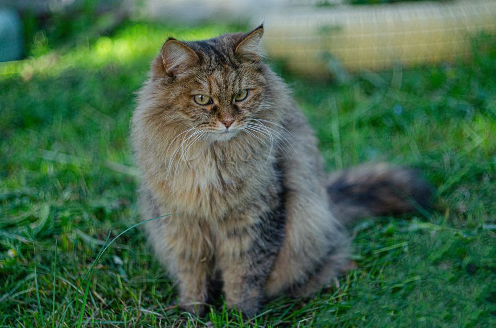 Photograph by Дмитрий Анисимов