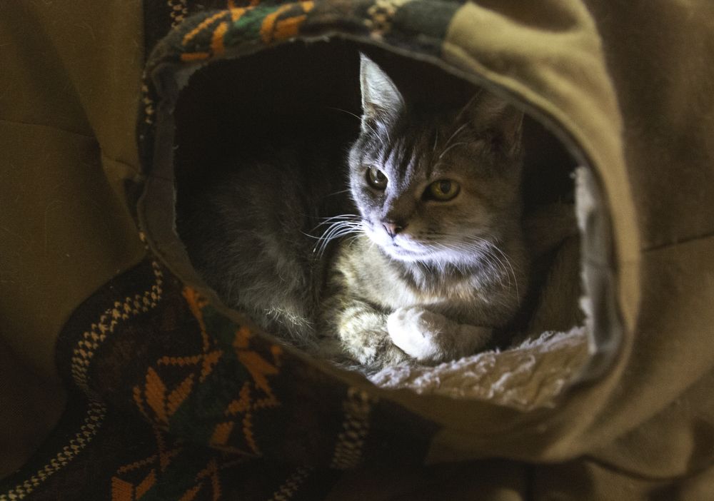 Мяу проблем, Хьюстон!