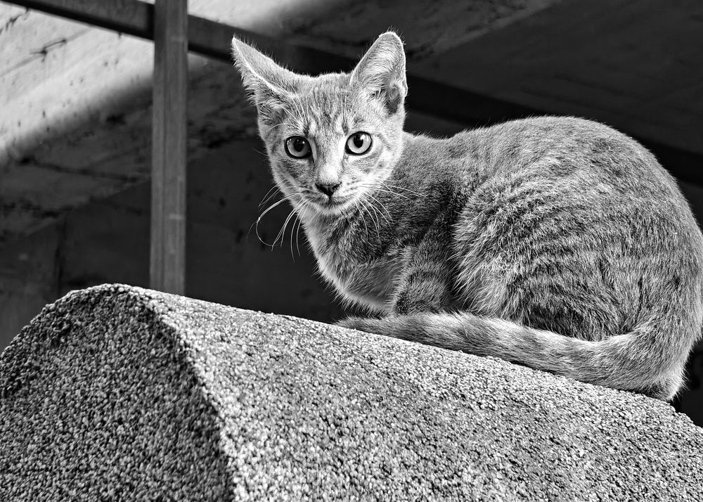 Photograph by Grădinaru Catalin