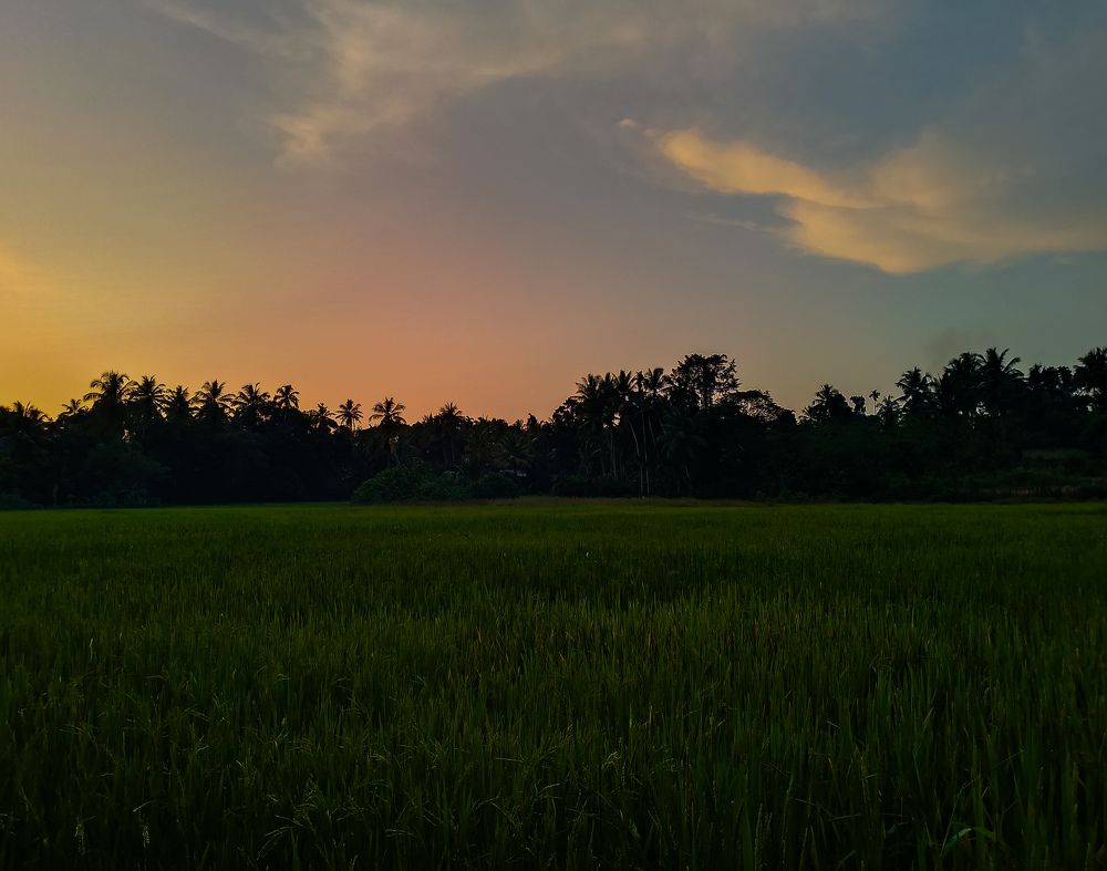 Photograph by I.G. Sachin Hirusha