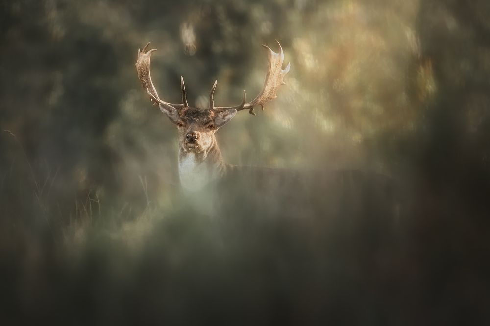 Фотография автора Рудченко Ольга