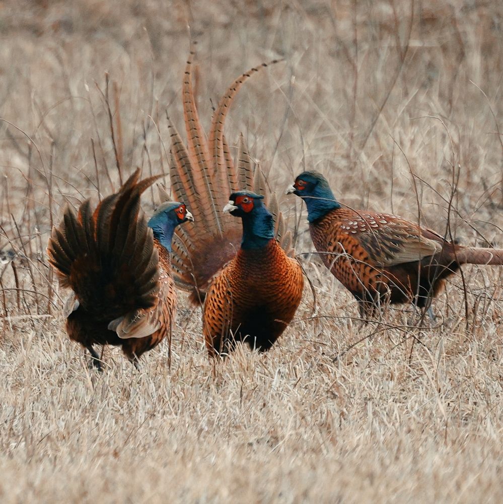 Битва взглядов