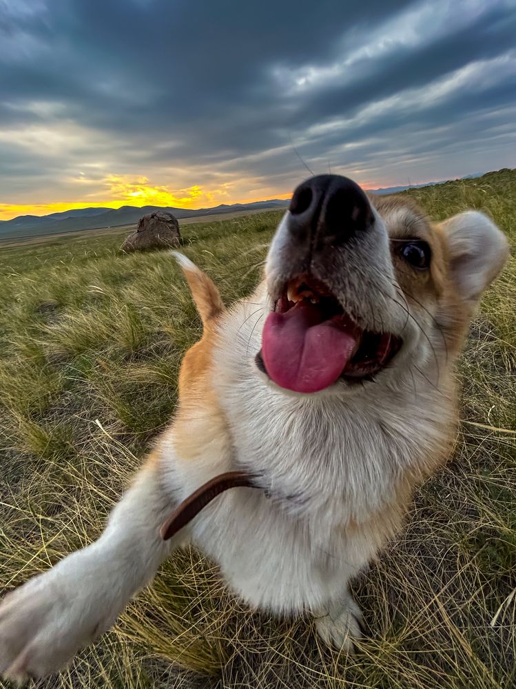 Вельш-корги пемброка по кличке «Червонный Туз с Алтай Аян», или просто Веня