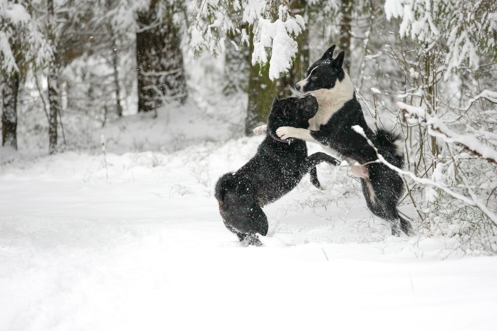 Играющие собаки.