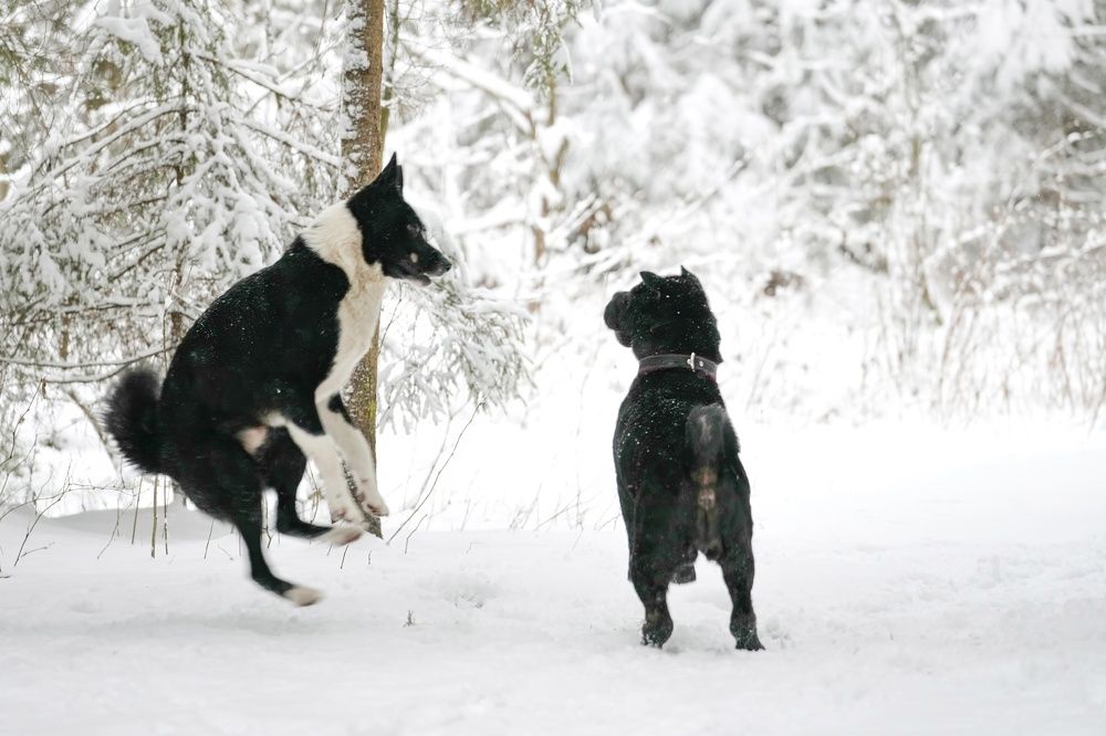 Photograph by Алексей Курносов
