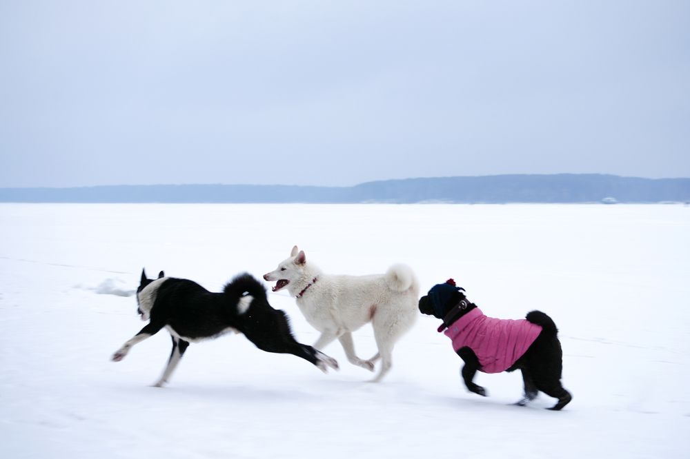 Photograph by Алексей Курносов