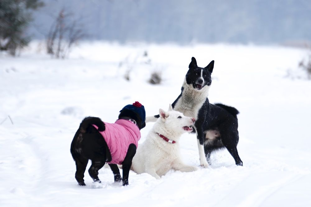 Photograph by Алексей Курносов