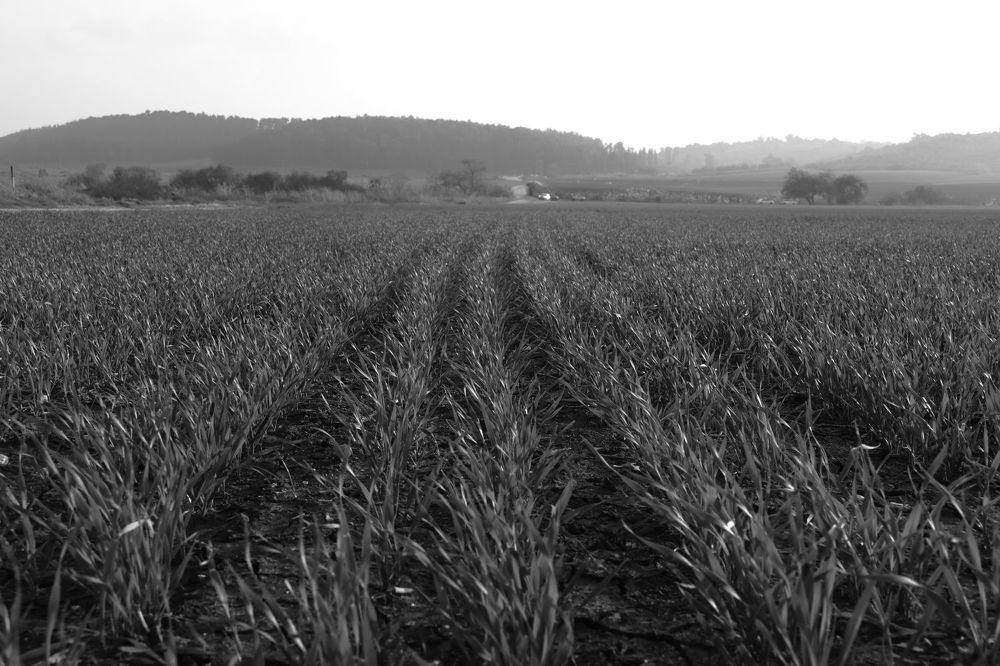 Photograph by Merav Zuberman Perkal