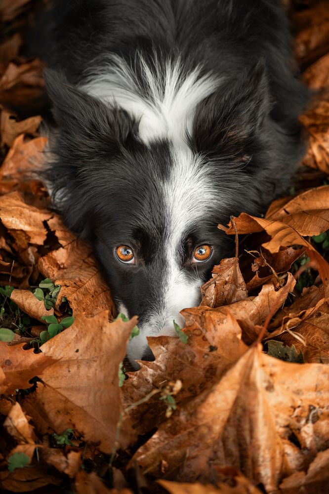 Фотография автора ALESSIA ROSSI