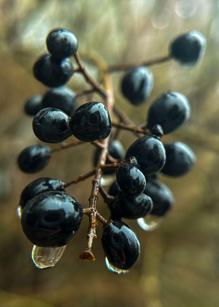 Фотография автора Lilitha Wut