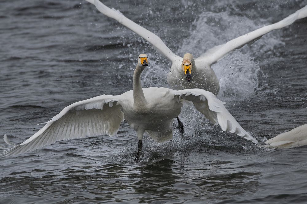 Photograph by Евгений Санин