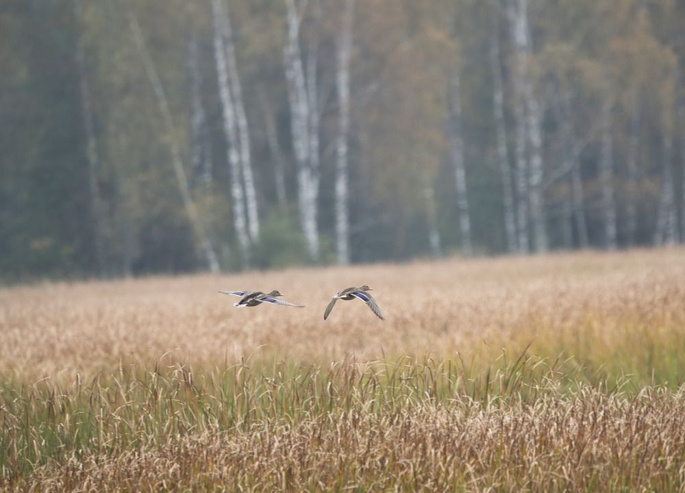 Photograph by Андрей Кореняк