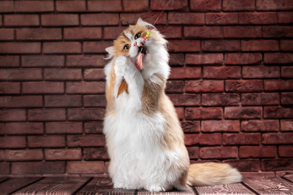 Фотография автора Гера Восьмая