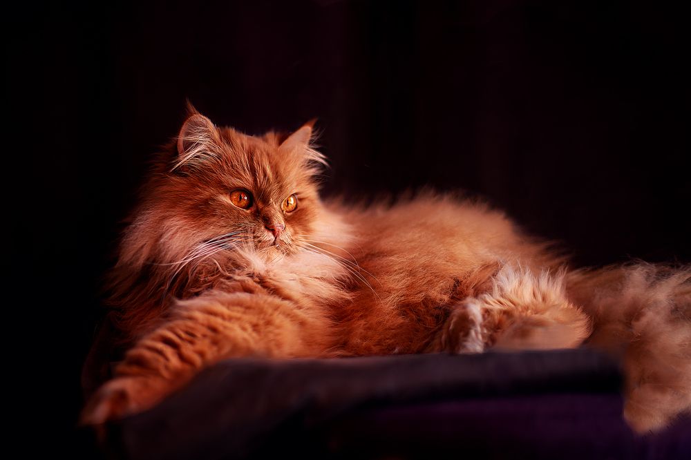 Photograph by Оксана Марцыняко