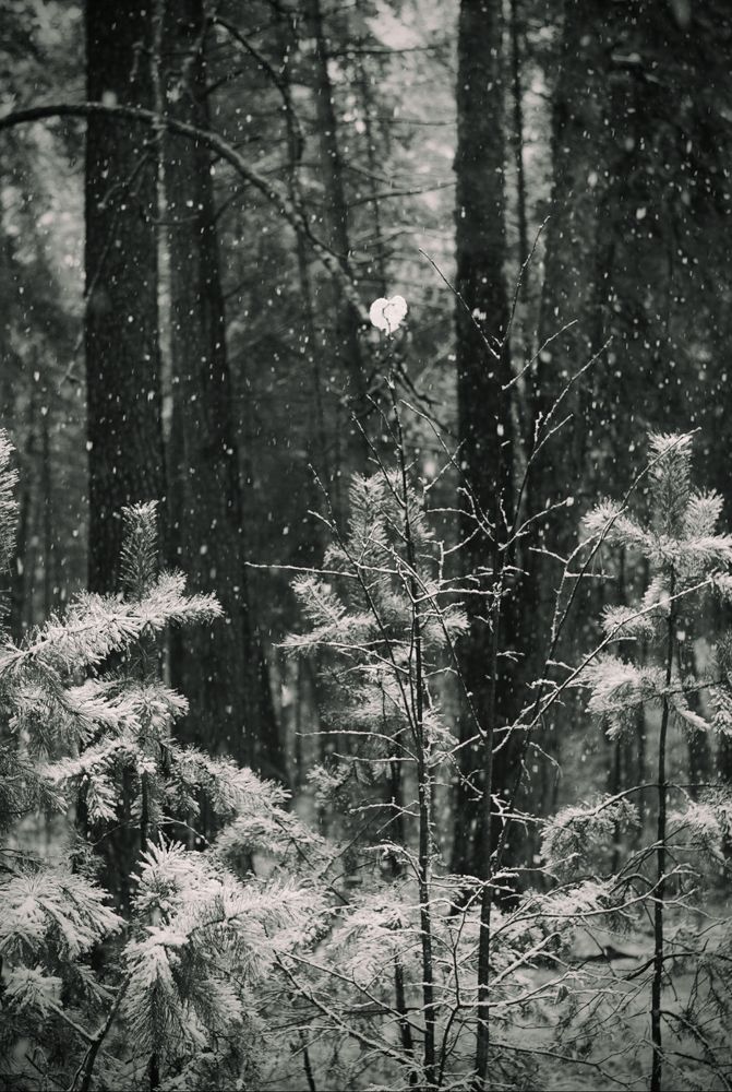 Фотография автора Таша Воскресная