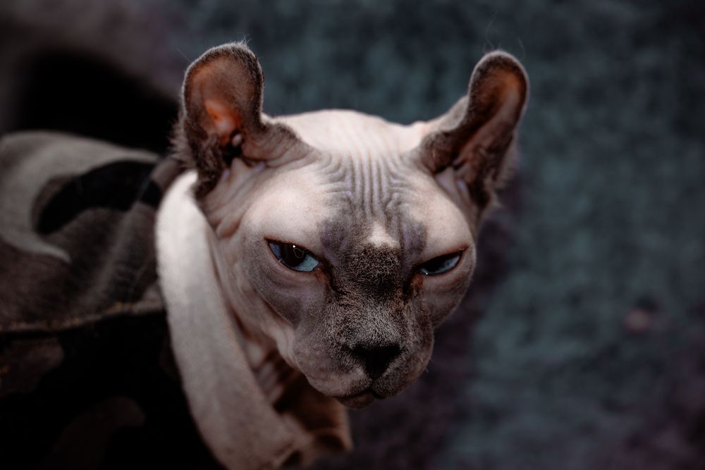 Photograph by Сергей Зимин