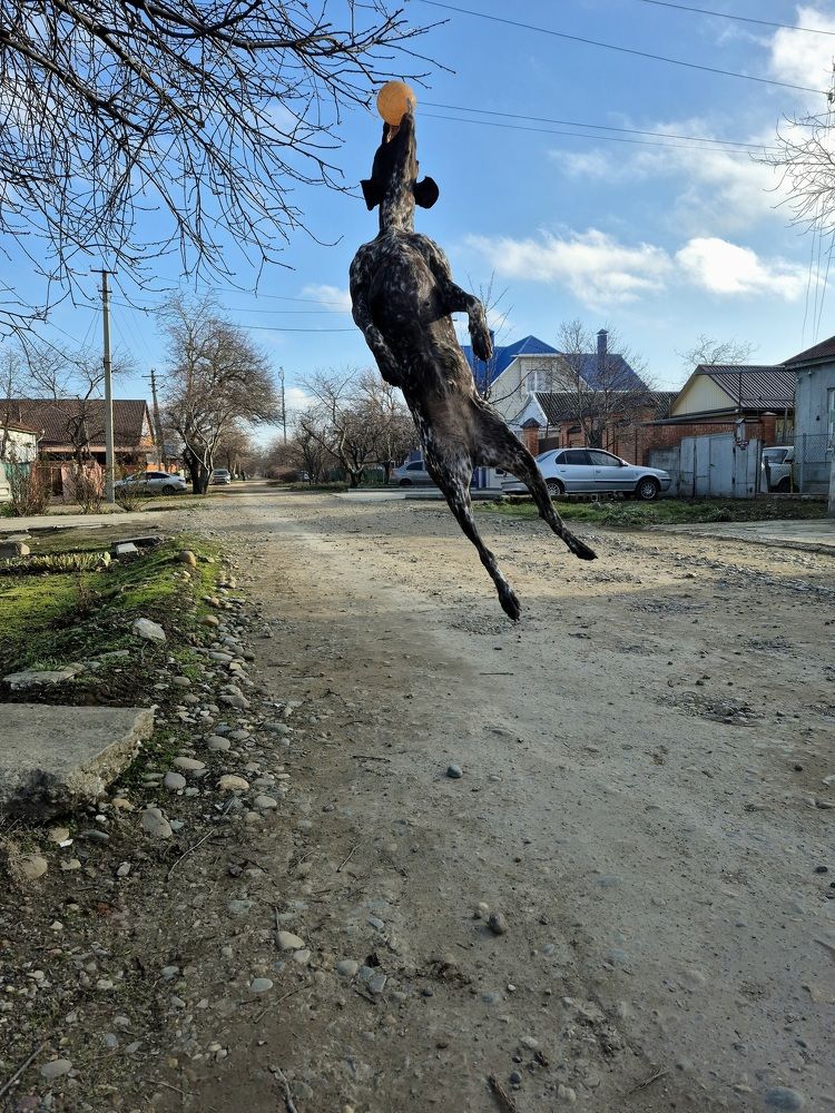 Photo #11634442