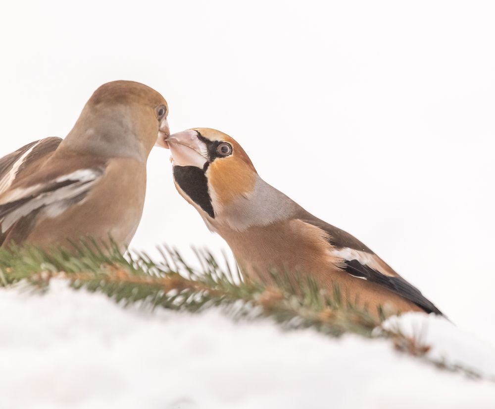 Photograph by Елена Хорохорина