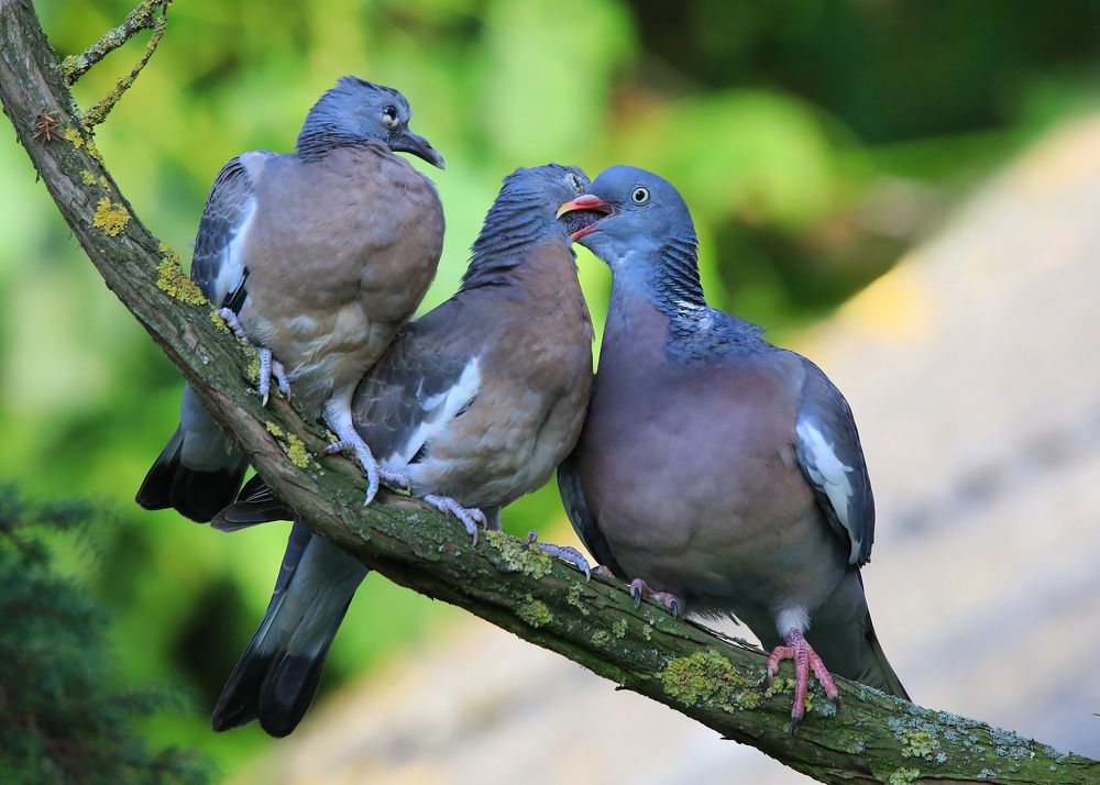 Время обеда.