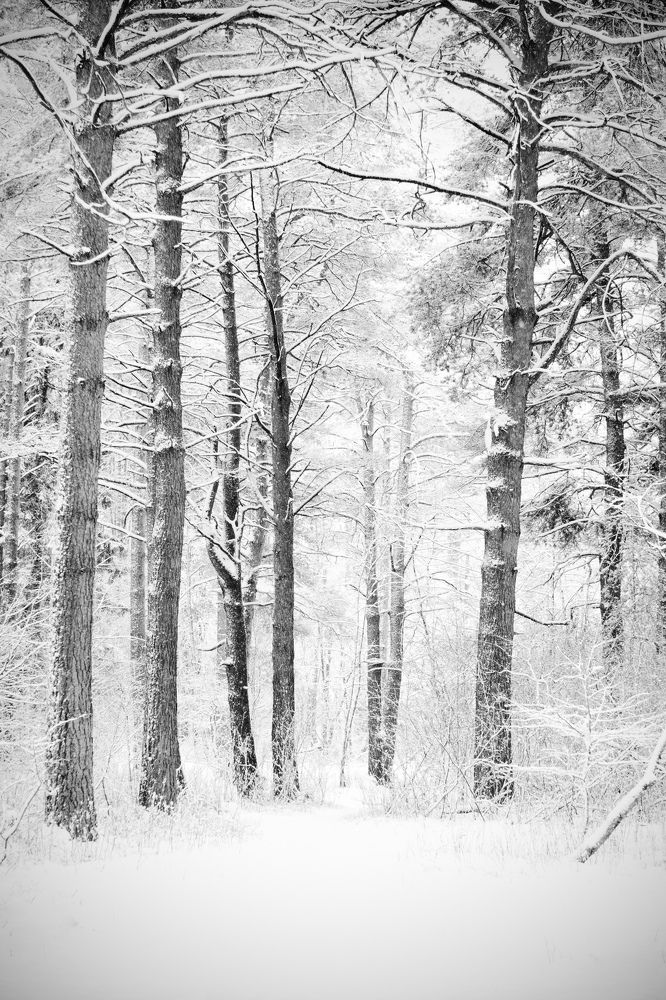 Photograph by Степоненкова Екатерина