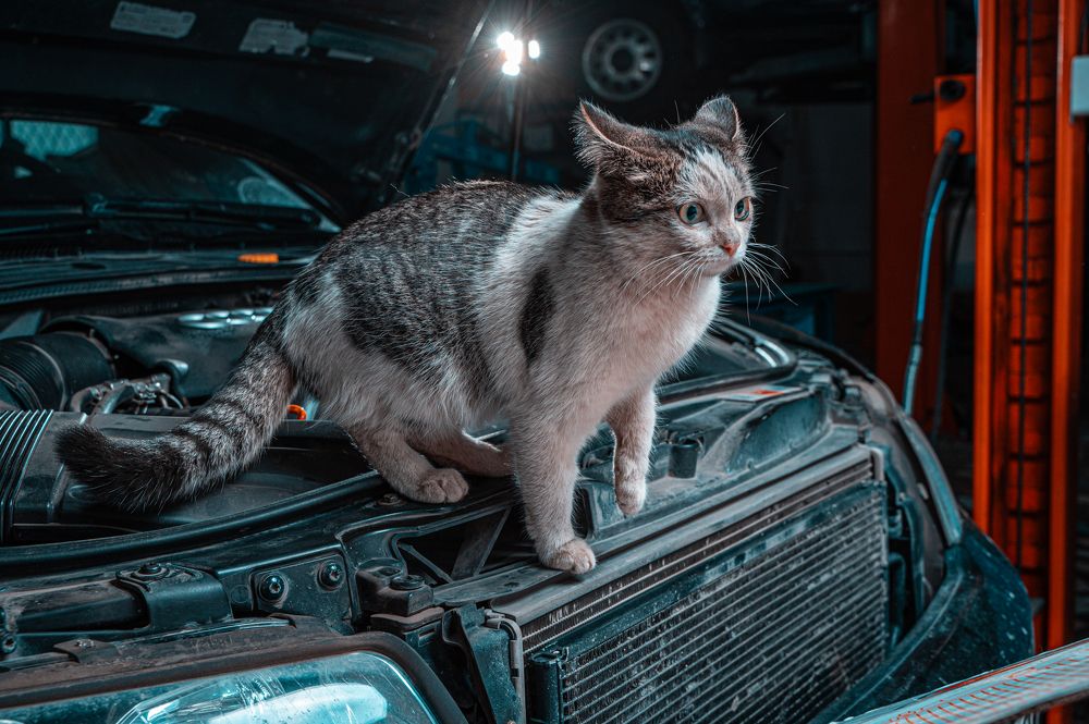 Фотография автора Николай Ратель