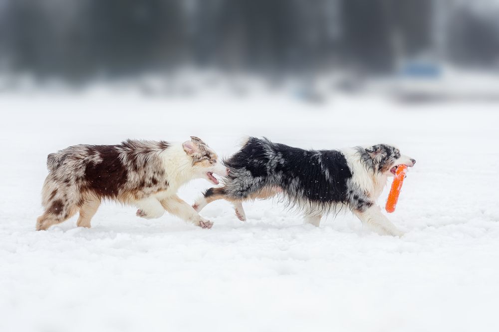 Photograph by Соколова Елена