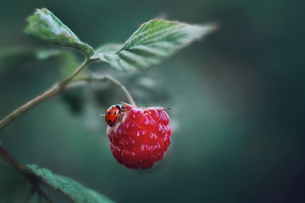 Фотография автора Анастасия Колесникова