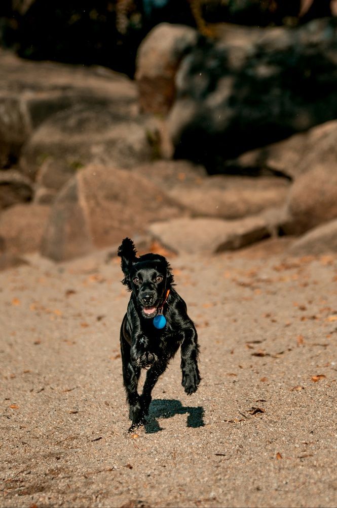 Фотография автора Николай Ратель