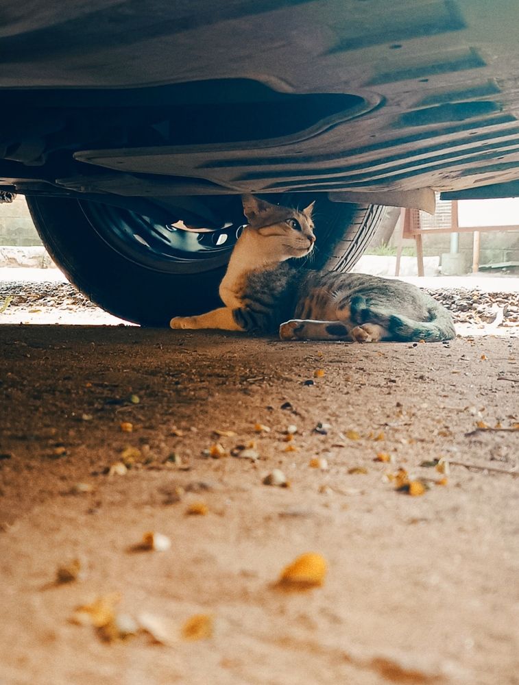 Under the Wheels of Curiosity