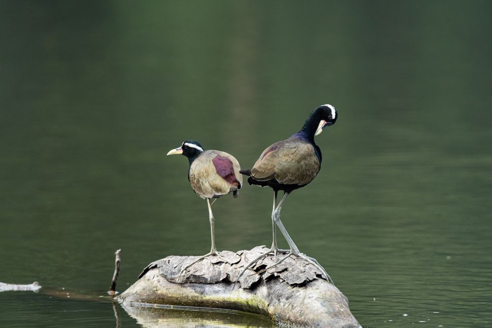 Photograph by Amit Ghosh