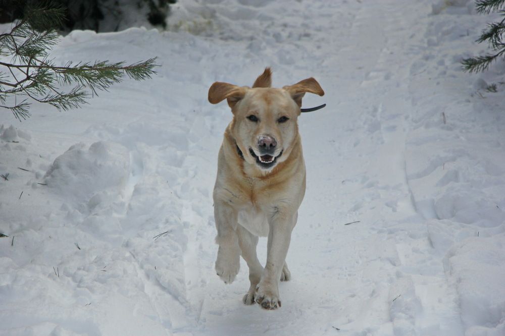 Фотография автора Анатолий Борисов