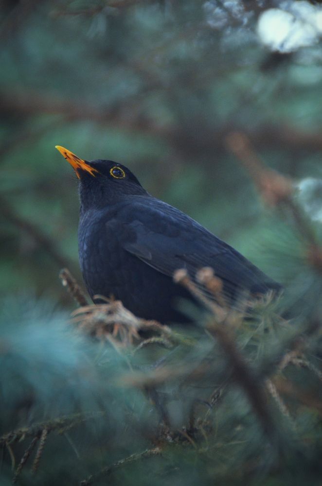 Photograph by Olga Kaydashova