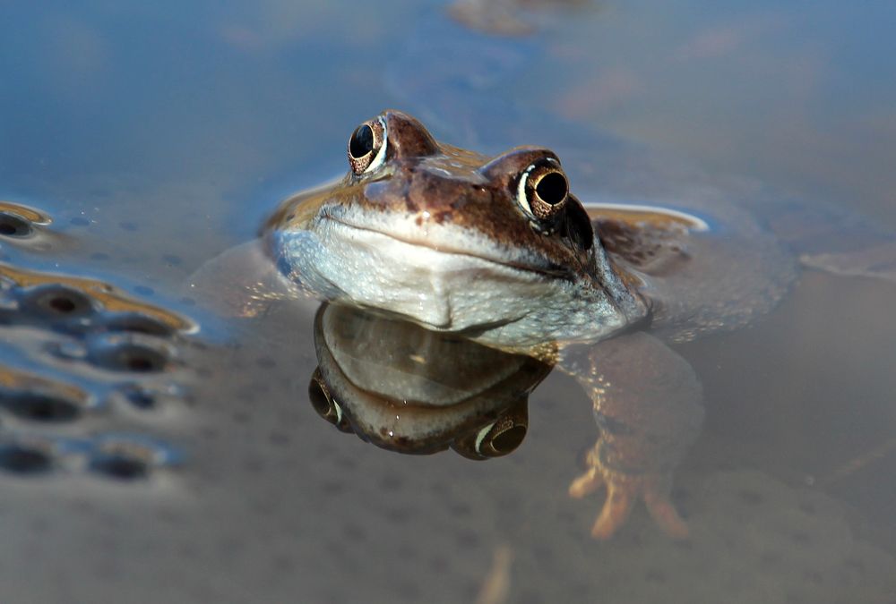 Двойной портрет