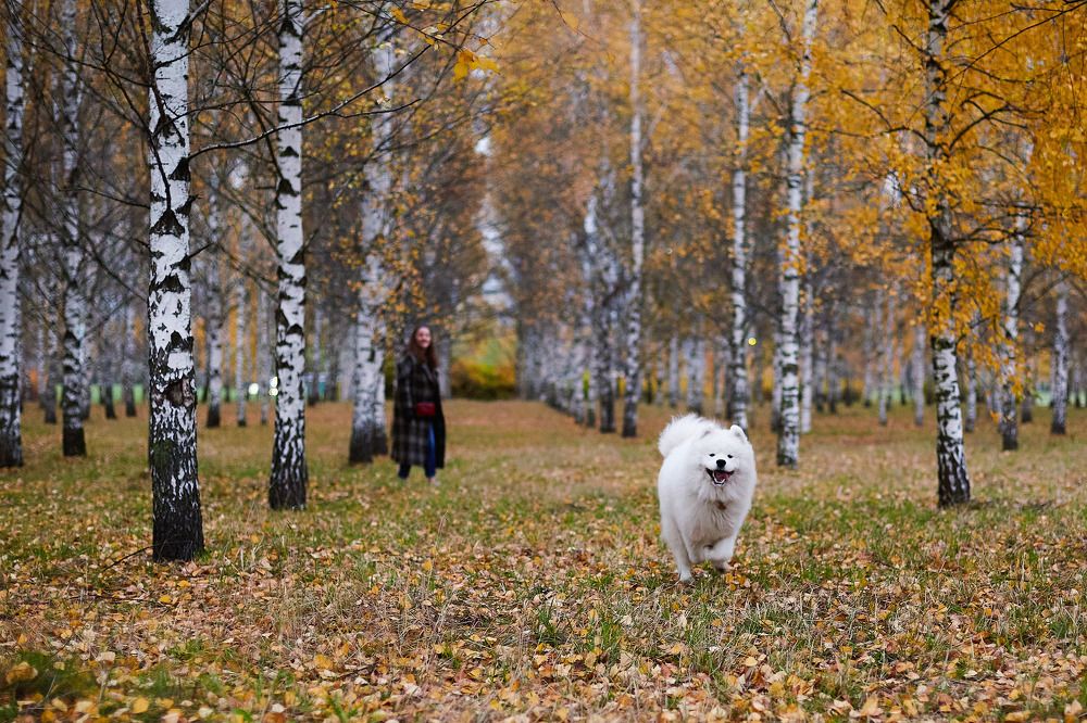 Фотография автора Totoro