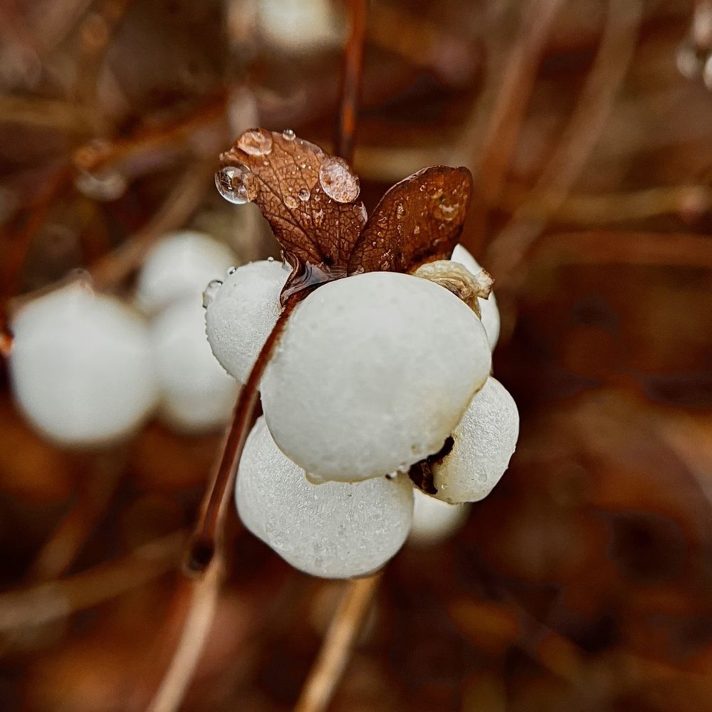 Фотография автора Lilitha Wut