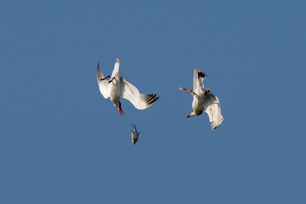 Photograph by Дмитрий Дрозд