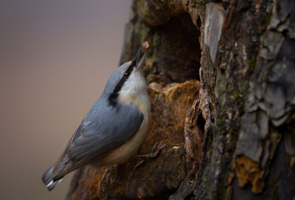 Фотография автора Егор Иванов