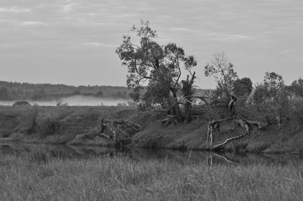 Фотография автора Елена Максимова