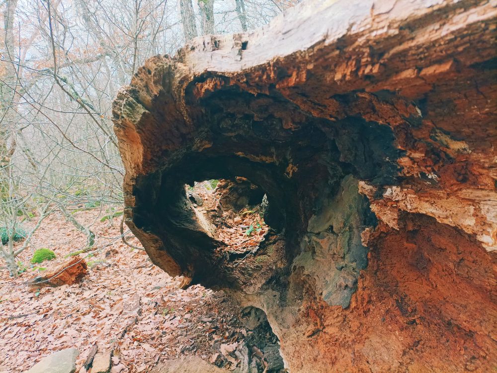 Photograph by Светлана Кучеренко