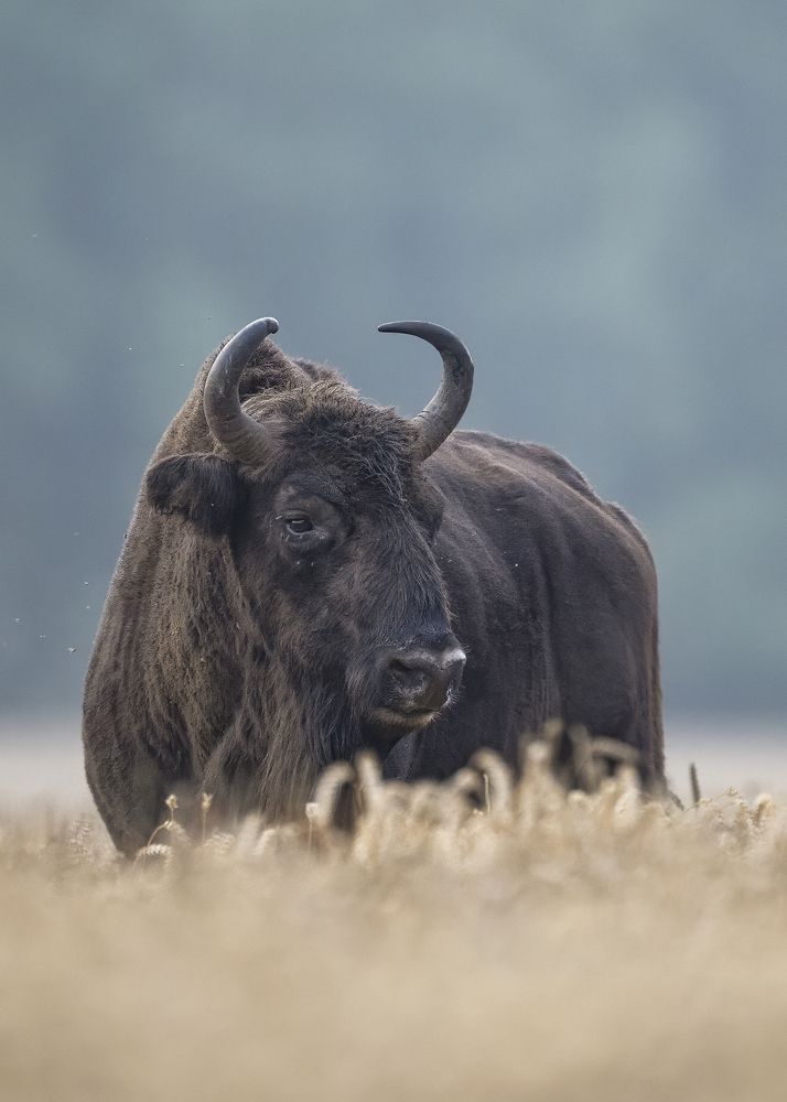 Photograph by Ernestas Balcikonis