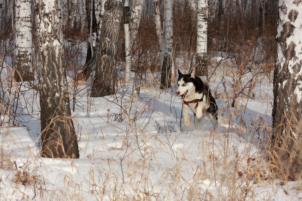 Фотография автора Nelya  Lysenko